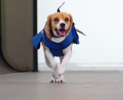 Beagle riporta oggetti smarriti in aereo