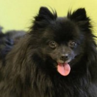Il cane che riesce ad ipnotizzare