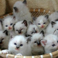 Gatti per far rilassare i dipendenti