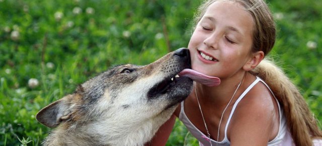 Lupi domestici in Bielorussia