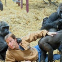 Milionario dedica la vita ai gorilla