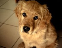 Cane ruba al supermercato