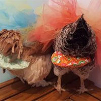 Pannolini di lusso per galline