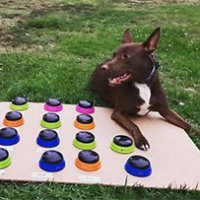 Cani parlanti: sempre più animali domestici parlano con i pulsanti