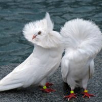 Colombo cappuccino: l'uccello più elegante