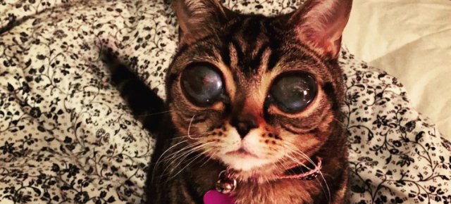 Matilda, la gatta con gli occhi da alieno