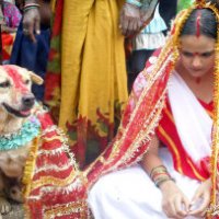 Sposa un cane randagio contro la sfortuna