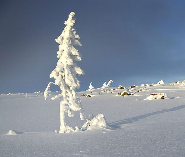 L'albero più vecchio del mondo ha 9.500 anni 2