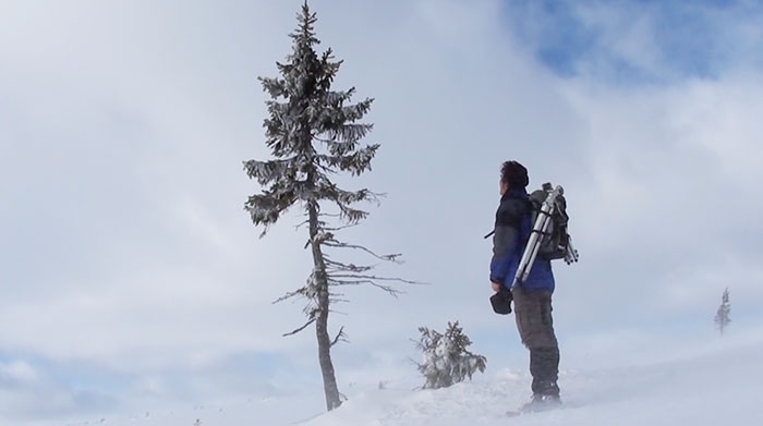 L'albero più vecchio del mondo ha 9.500 anni 3