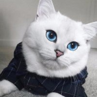 Il gatto con gli occhi più belli al mondo