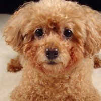 La donna che mangia palle di pelo di cane