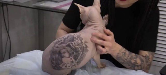 Artista tatua gatto sphynx: polemiche