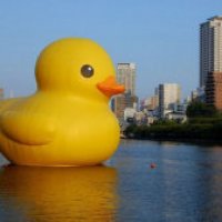 Papera gigante a Sydney