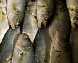 Puzza di pesce marcio per una malattia