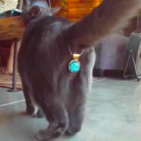 Ecco il copri-ano per il posteriore dei gatti