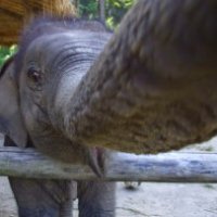 Ecco l'elefante che si è scattato un selfie