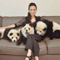 Cani trasformati in panda, è polemica