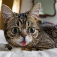 Il gatto con la faccia da Meme