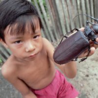 Ecco uno degli insetti più grandi al mondo