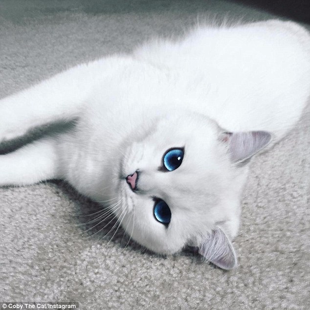 Coby, il gatto con gli occhi più belli al mondo 4