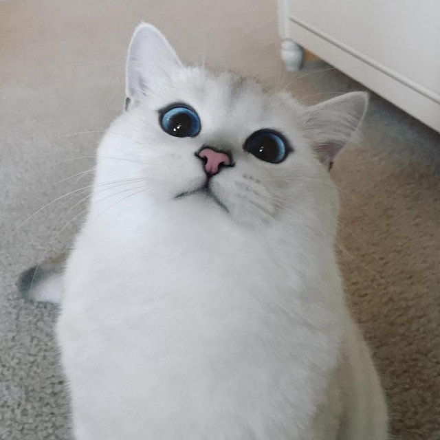 Coby, il gatto con gli occhi più belli al mondo 5