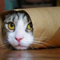 Chiedono riscatto per il gatto