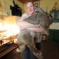 Il coniglio più grande al mondo