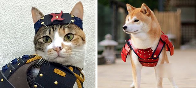 Costumi da samurai per cani e gatti: la nuova moda