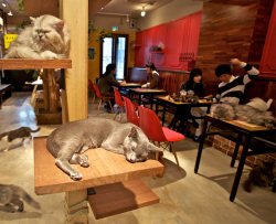 A Torino arriva il primo cat cafè italiano