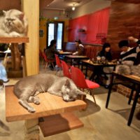 A Torino arriva il primo cat cafè italiano