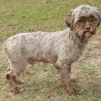 Il cane con il volto da uomo