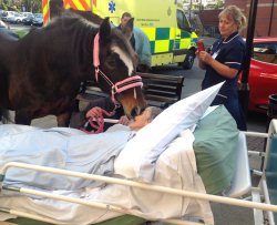 Cavallo accudisce la padrona morente