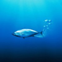 Il pesce che comunica con le scoregge