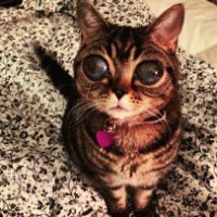 Matilda, la gatta con gli occhi da alieno