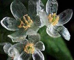 Il fiore che diventa trasparente se piove