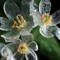 Il fiore che diventa trasparente se piove