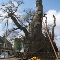 L'incredibile cappella di Oak