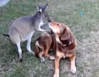 Canguro flirta con un cane