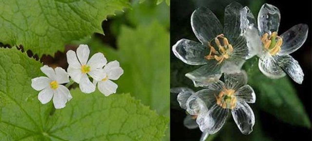 Il fiore che diventa trasparente se piove