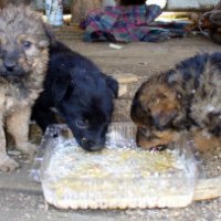 Il suo lavoro? Assaggiare cibo per animali