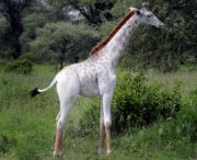 Ecco l'unica giraffa bianca al mondo