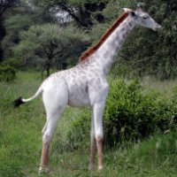 Ecco l'unica giraffa bianca al mondo