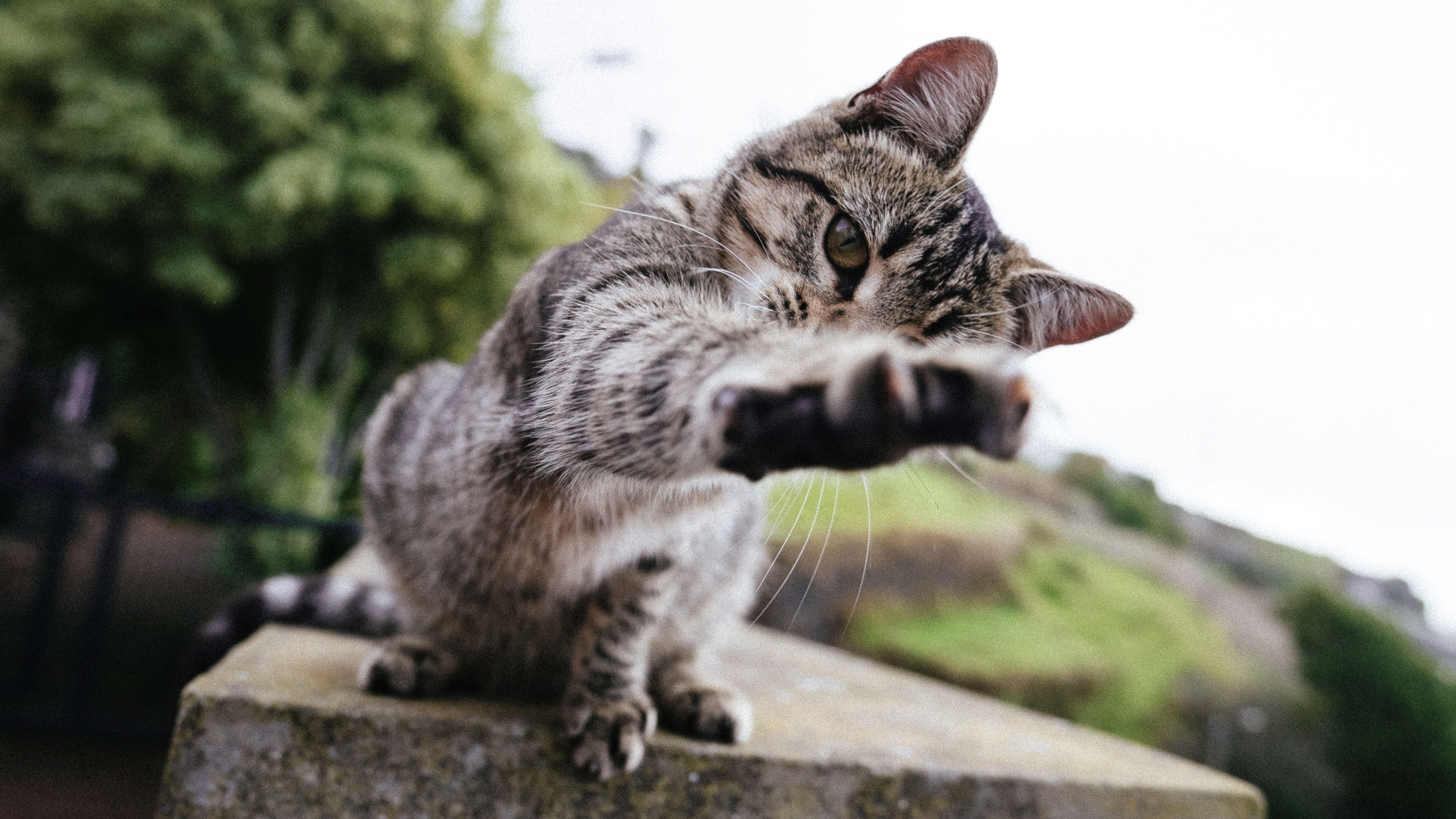 Ai gatti piace ascoltare la musica classica