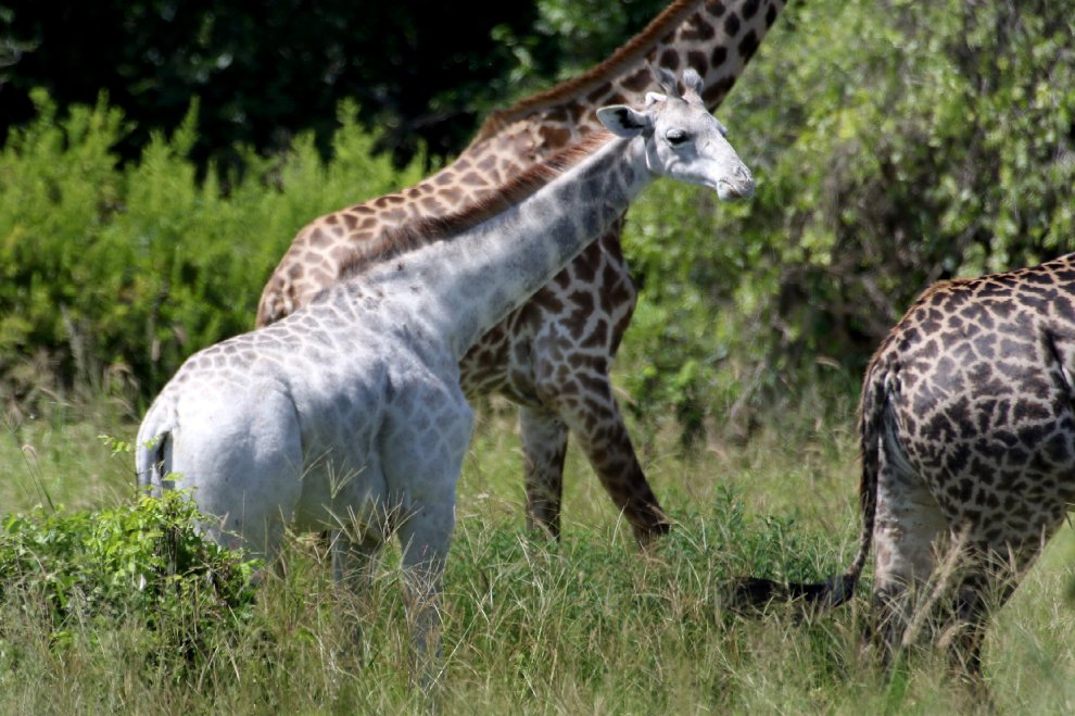 Ecco l'unica giraffa bianca al mondo 2