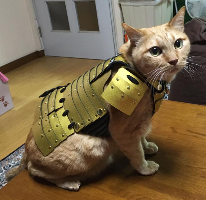 Costumi da samurai per cani e gatti: la nuova moda 2