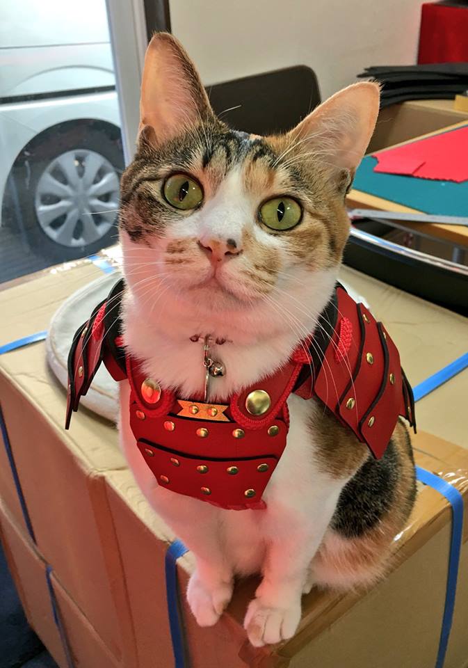 Costumi da samurai per cani e gatti: la nuova moda 3