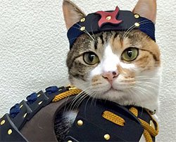 Costumi da samurai per cani e gatti: la nuova moda