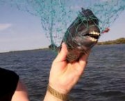 Il pesce con denti umani