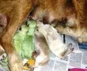 Cuccioli di cane verdi nati in Spagna