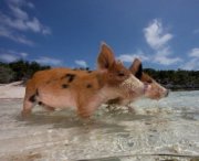 Pig Beach, l'isola popolata da maiali